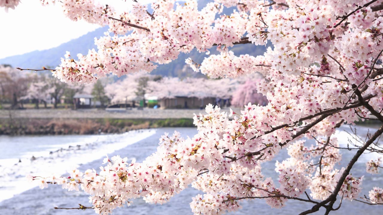 2025年版】春の嵐山でしか体験できない！心ときめく桜絶景